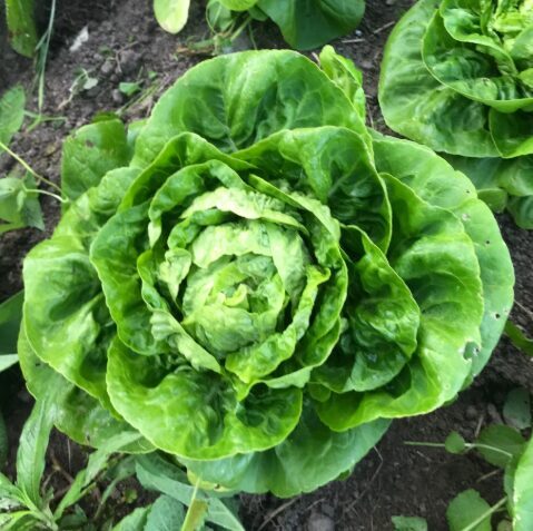 Sviesta salāti 'Bon Jardinier'